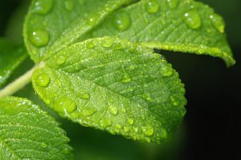 Royalty Free Photo of a Leaf Covered With Dewdrops