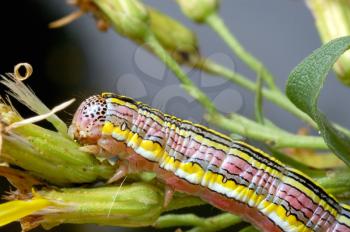 Royalty Free Photo of a Brightly Coloured Caterpillar on a Plant