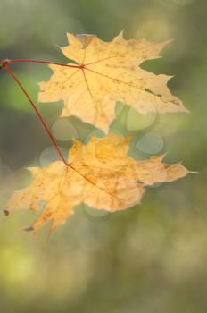 Royalty Free Photo of Two Yellow Maple Leaves