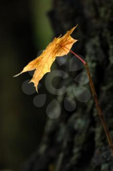 Royalty Free Photo of an Autumn Leaf