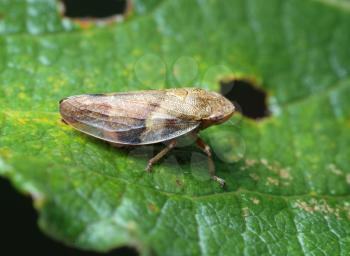 Royalty Free Photo of a Cicada Aphrophora on a leaf.