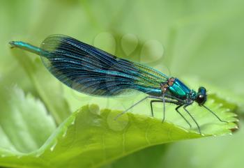 Royalty Free Photo of a Dragonfly Calopteryx Splendens on a Leaf