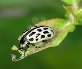 Royalty Free Photo of a Black and White Beetle on a Leaf