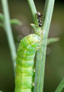 Royalty Free Photo of a Caterpillar and Ant on a Stem