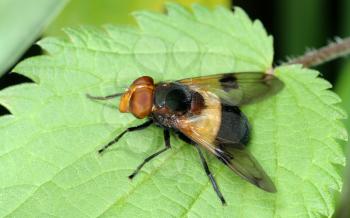 Royalty Free Photo of a Black and Yellow Fly Sitting on a Nettle Leaf