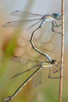 Royalty Free Photo of Dragonflies on a Twig