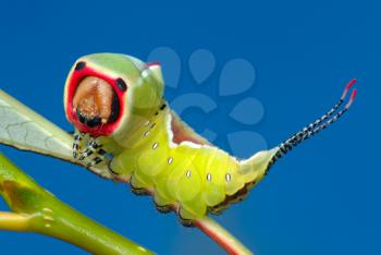 Royalty Free Photo of a Big Bright Caterpillar of Butterfly Cerura Vinula