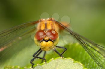 Royalty Free Photo of a Closeup of a Dragonfly on a Leaf