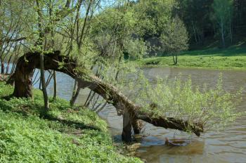 Royalty Free Photo of a Tree Bending Over the River