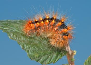 Royalty Free Photo of a Orange Caterpillar on a Leaf