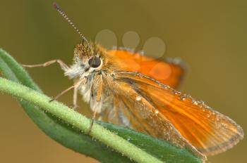 Royalty Free Photo of a Large Skipper Butterfly (Ochlodes Sylvanus).