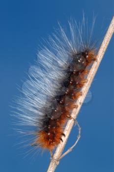 Royalty Free Photo of a Caterpillar on a Stick