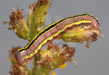 Royalty Free Photo of a Striped Caterpillar on a Withered Flower