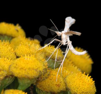 Royalty Free Photo of a Tiny White Plume Moth Pterophorus Pentadactyla on a Flower