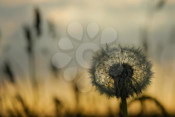 Royalty Free Photo of a Dandelion Gone to Seed at Sunset