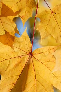 Royalty Free Photo of a Closeup of Autumn Maple Leaves