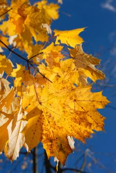 Royalty Free Photo of Autumn Maple Leaves