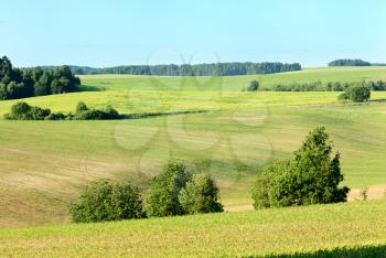 Royalty Free Photo of a Field in Early Summer