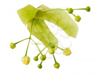 Linden flowers on a white background, isolated