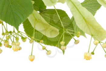 Royalty Free Photo of Linden Flower on White