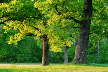 Royalty Free Photo of a Park With Oak Trees