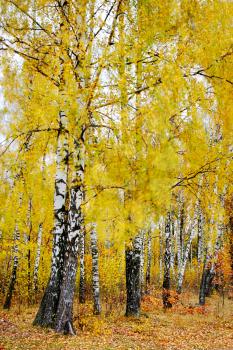 Royalty Free Photo of Autumn Birches