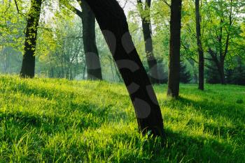 Royalty Free Photo of Sunlight Coming Through a Park