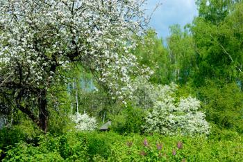 Royalty Free Photo of a Blossoming Apple Tree in a Garden