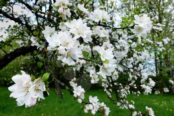 Royalty Free Photo of a Blossoming Apple Tree in Spring