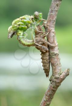 Royalty Free Photo of a Dragonfly and Larva Skin on a Branch