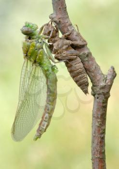 Royalty Free Photo of a Dragonfly and Larva Skin on a Branch