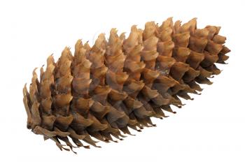 Empty fir-cone on a white background, isolated