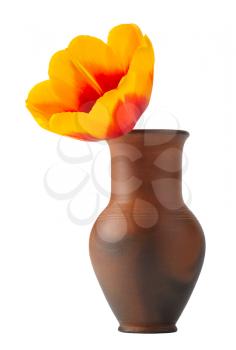 Tulip flower in a pot of red clay, isolated on a white background.