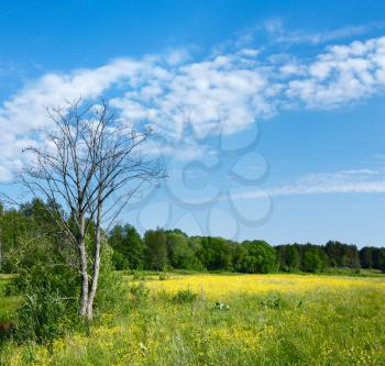 Blooming spring meadow and dry tree, sky with clouds.