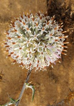 Prickly plant, large globular flower in May, Israel