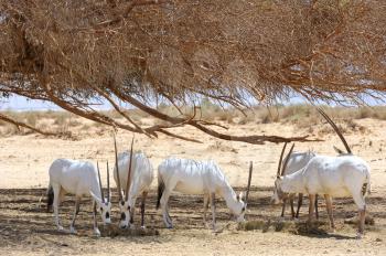 Oryx herd in the reserve Hai-Bar Yotvata in southern Israel.