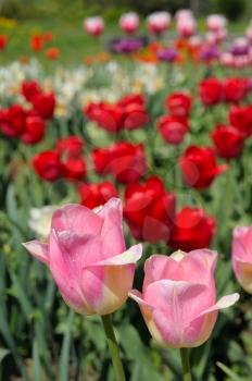 The bright red and pink flowers of tulips
