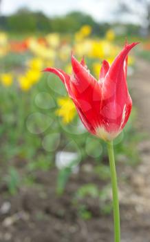 The bright red and yellow flowers of tulips in the spring