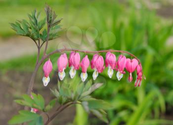 Graceful pink flowers of Dicentra in the garden 