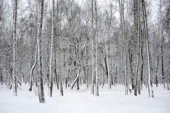 Trees in a park covered with fresh snow.
