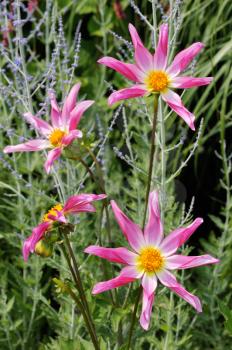 Tall dahlia plant with large flowers, variety Marie Schnugg