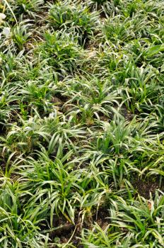 Ophiopogon japonicus,  evergreen sod-forming perennial plant in the garden