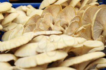 fruiting bodies of golden oyster mushroom, edible gilled fungus.