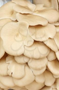 fruiting bodies of mushroom, edible gilled fungus.