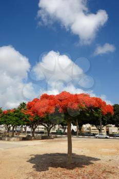 Tree with the bright flowers in Israel - Delonix regia
