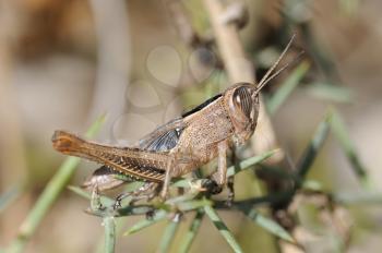 Closeup of the nature of Israel - grasshopper on a branch
