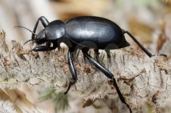 Closeup of the nature of Israel - darkling beetle
