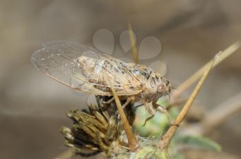 Closeup of the nature of Israel - cicada on the thorn