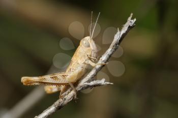 Closeup of the nature of Israel - grasshopper on a branch