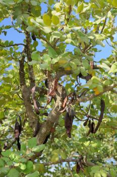 Leaves and pods of the carob tree in the park of Jerusalem